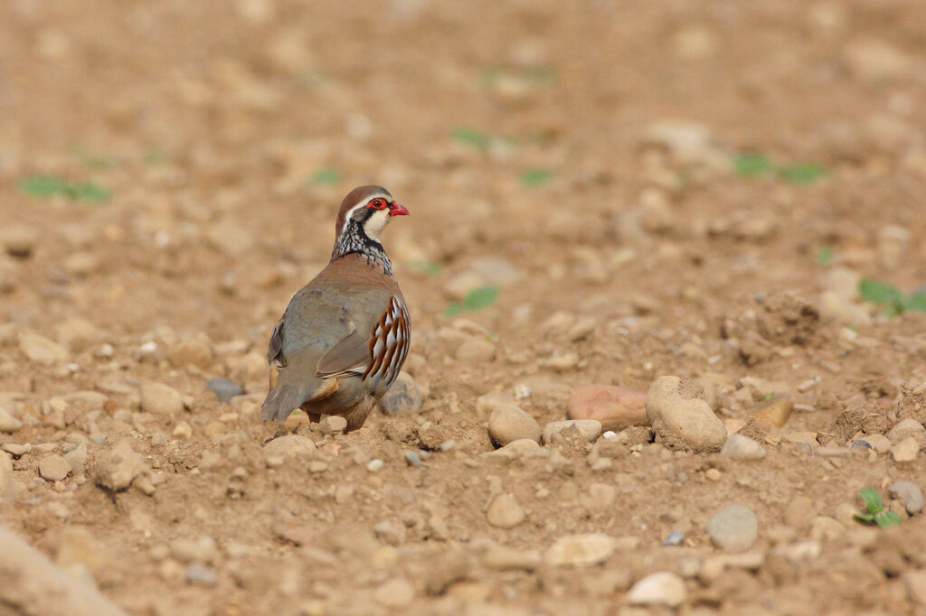 Red-legged Partridge male adult breeding