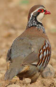 Red-legged Partridge