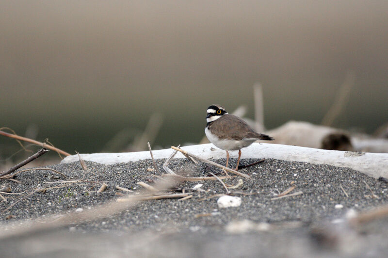 Little Ringed Ploveradult breeding