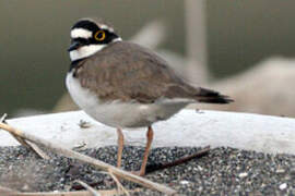 Little Ringed Plover