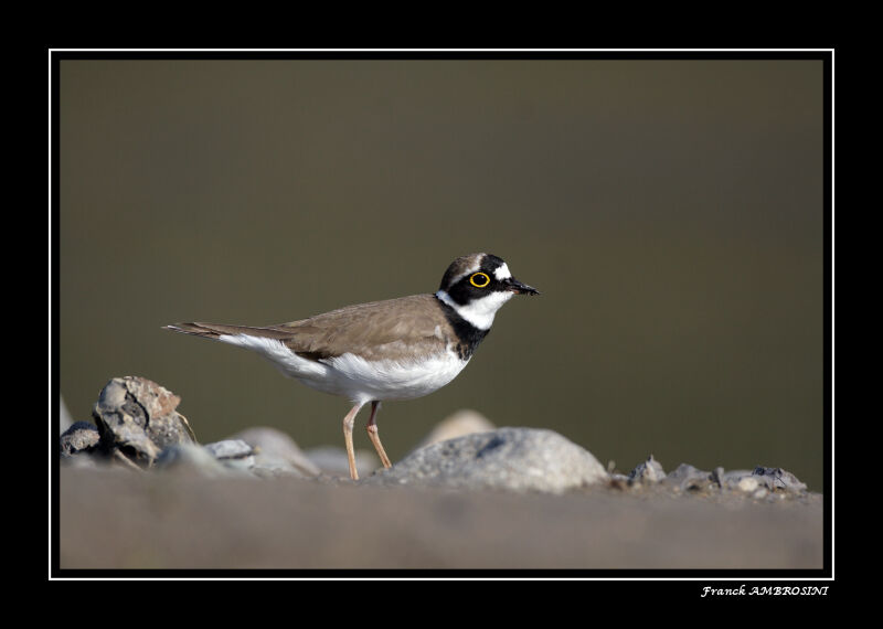 Little Ringed Ploveradult breeding