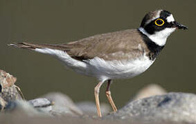 Little Ringed Plover