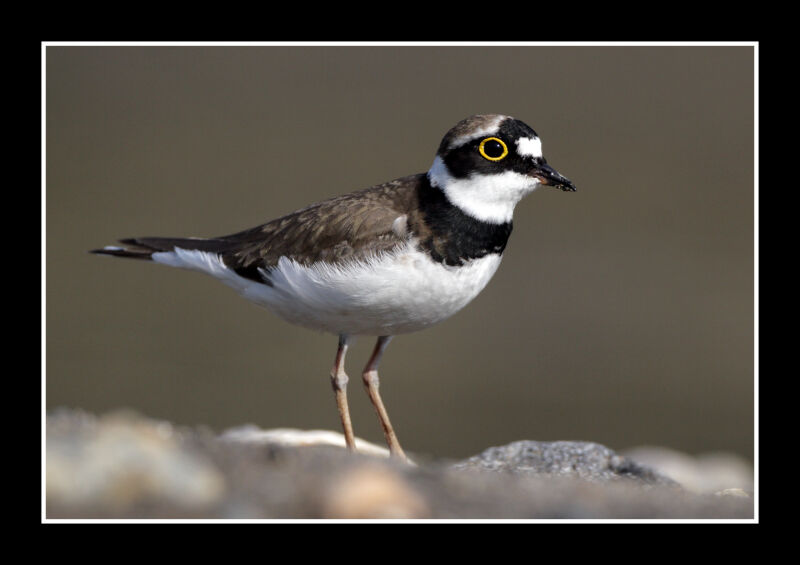 Little Ringed Ploveradult breeding