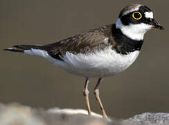 Little Ringed Plover