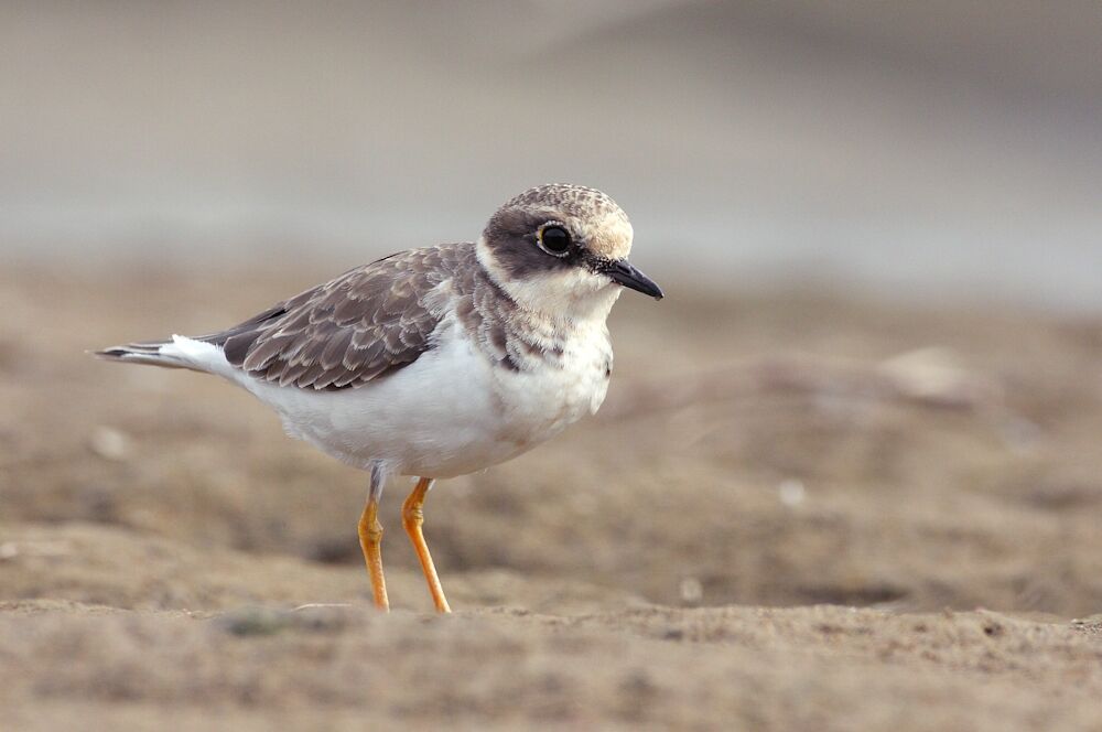 Little Ringed Ploverimmature