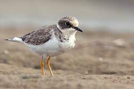 Little Ringed Plover