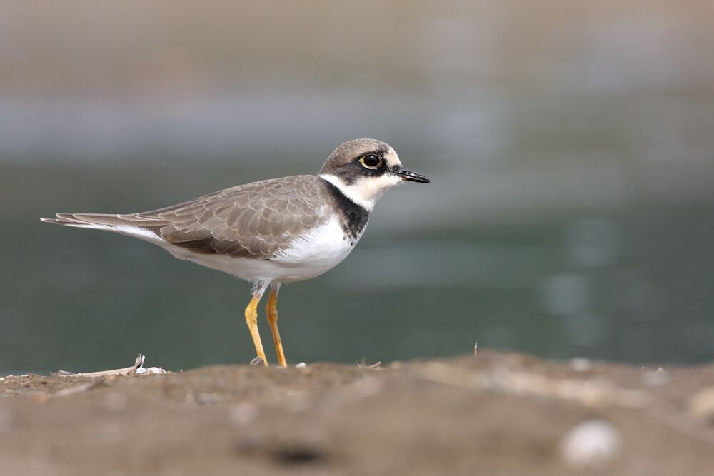 Little Ringed Plover