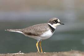 Little Ringed Plover