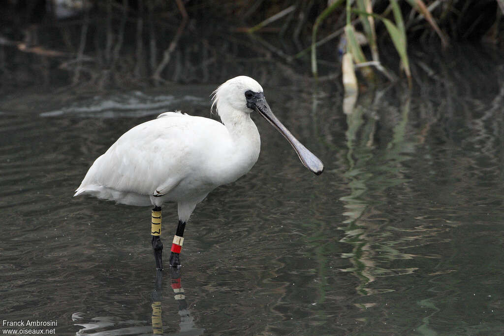 Black-faced Spoonbilladult, identification