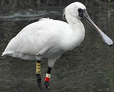 Black-faced Spoonbill