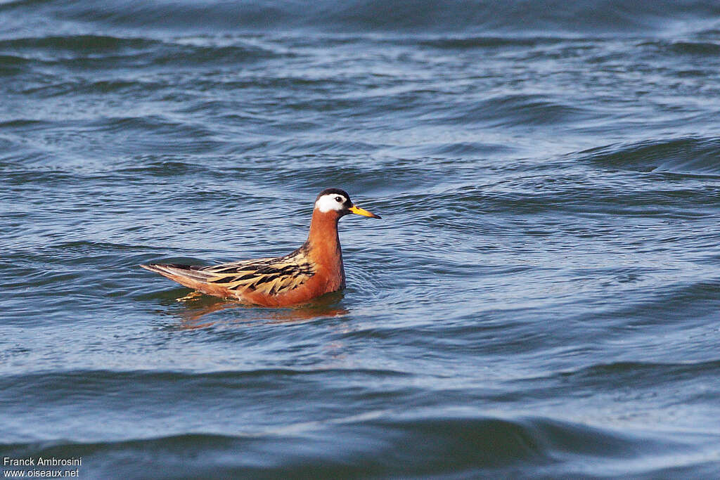 Red Phalarope female adult breeding, pigmentation, swimming