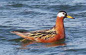 Phalarope à bec large