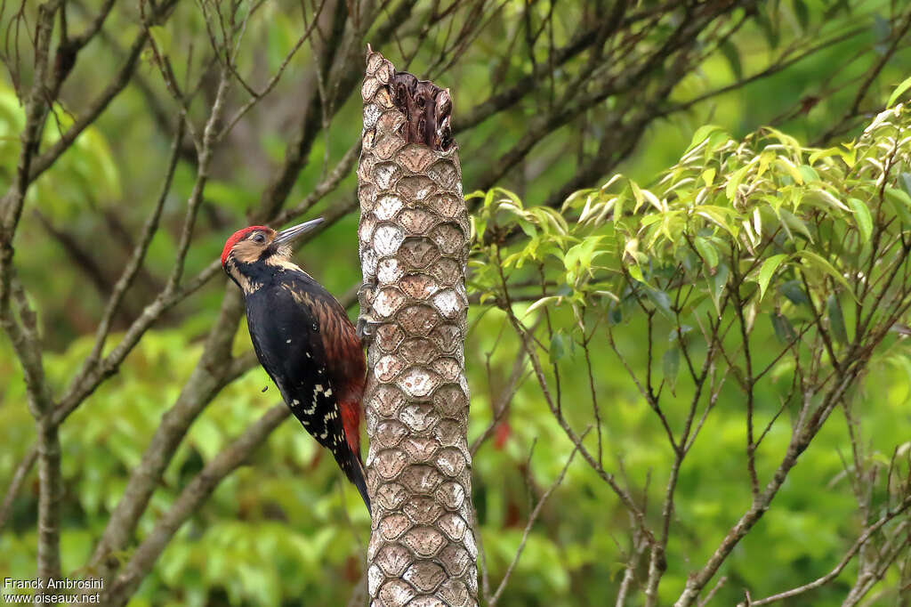 White-backed Woodpecker male adult, pigmentation