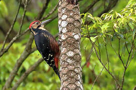 White-backed Woodpecker