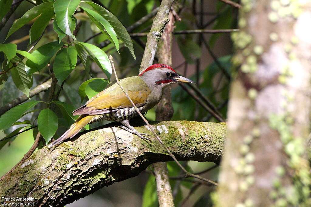 Japanese Green Woodpecker