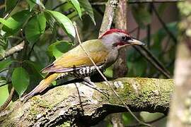 Japanese Green Woodpecker