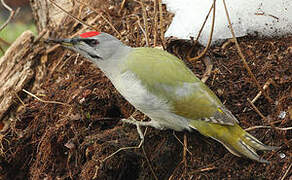 Grey-headed Woodpecker