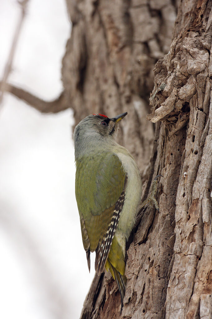 Grey-headed Woodpecker male adult