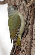 Grey-headed Woodpecker