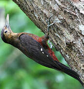 Okinawa Woodpecker