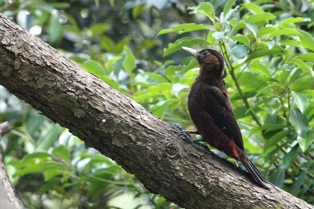 Okinawa Woodpecker female adult breeding