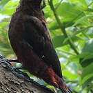 Pic d'Okinawa