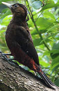 Okinawa Woodpecker