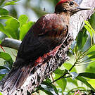 Pic d'Okinawa