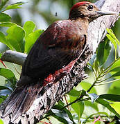 Okinawa Woodpecker