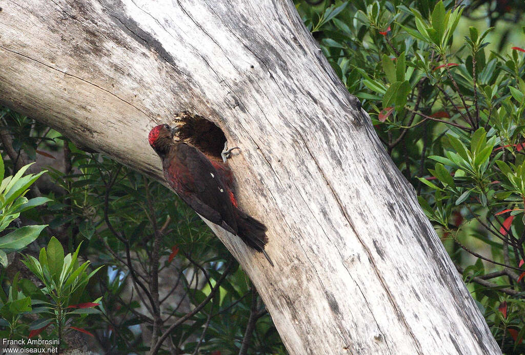 Okinawa Woodpecker male adult, habitat