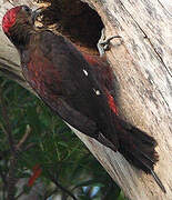 Okinawa Woodpecker