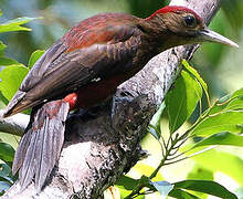 Okinawa Woodpecker