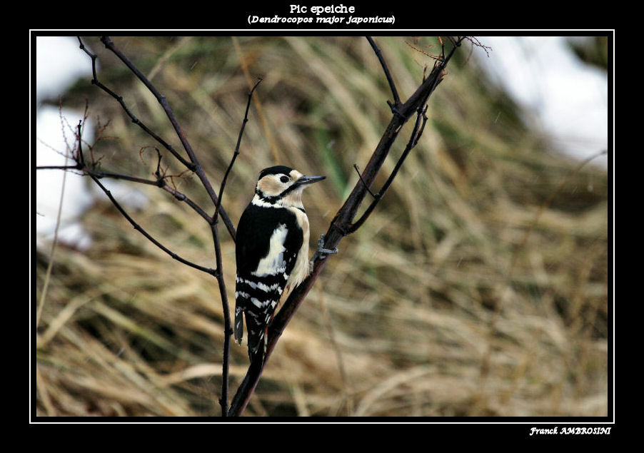 Great Spotted Woodpecker female adult