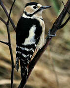 Great Spotted Woodpecker