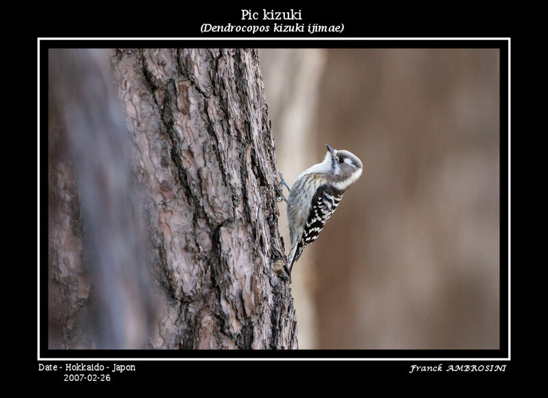 Japanese Pygmy Woodpeckeradult
