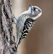 Japanese Pygmy Woodpecker