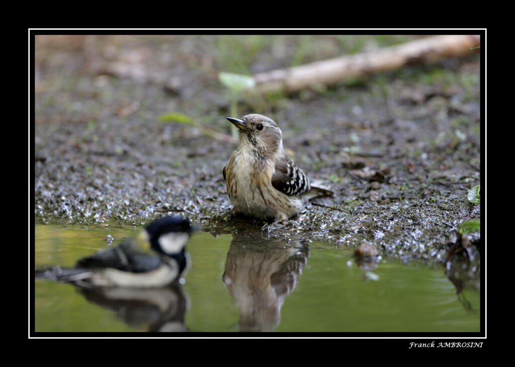 Japanese Pygmy Woodpecker female adult breeding