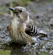 Japanese Pygmy Woodpecker