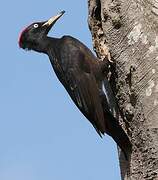 Black Woodpecker