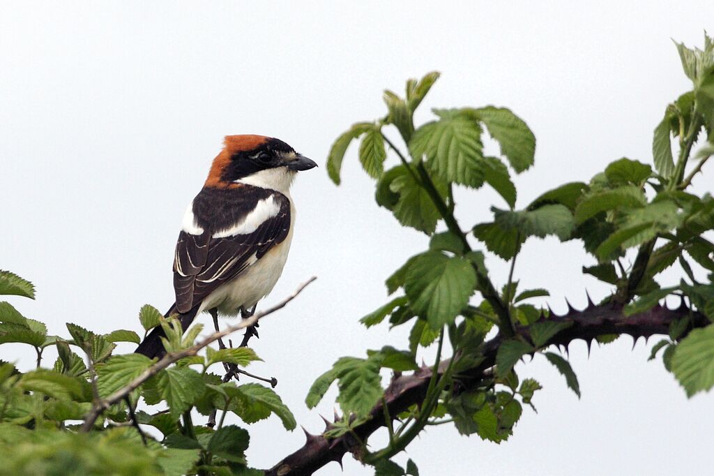 Pie-grièche à tête rousse