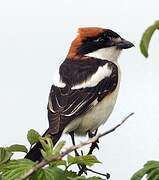 Woodchat Shrike