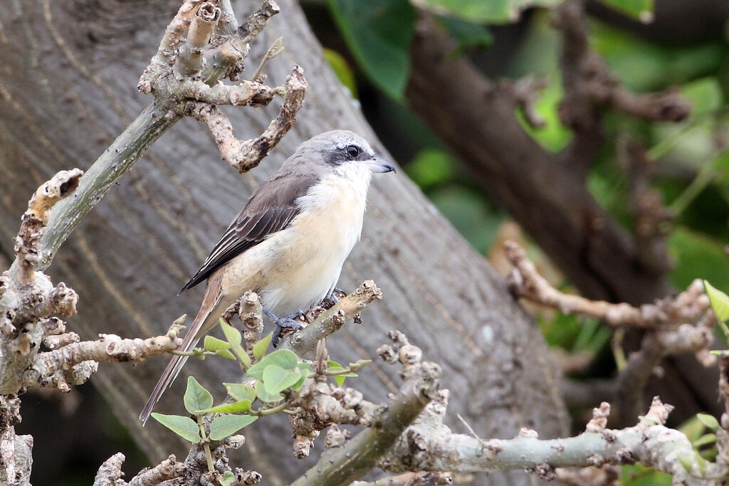 Brown Shrike female