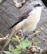 Brown Shrike