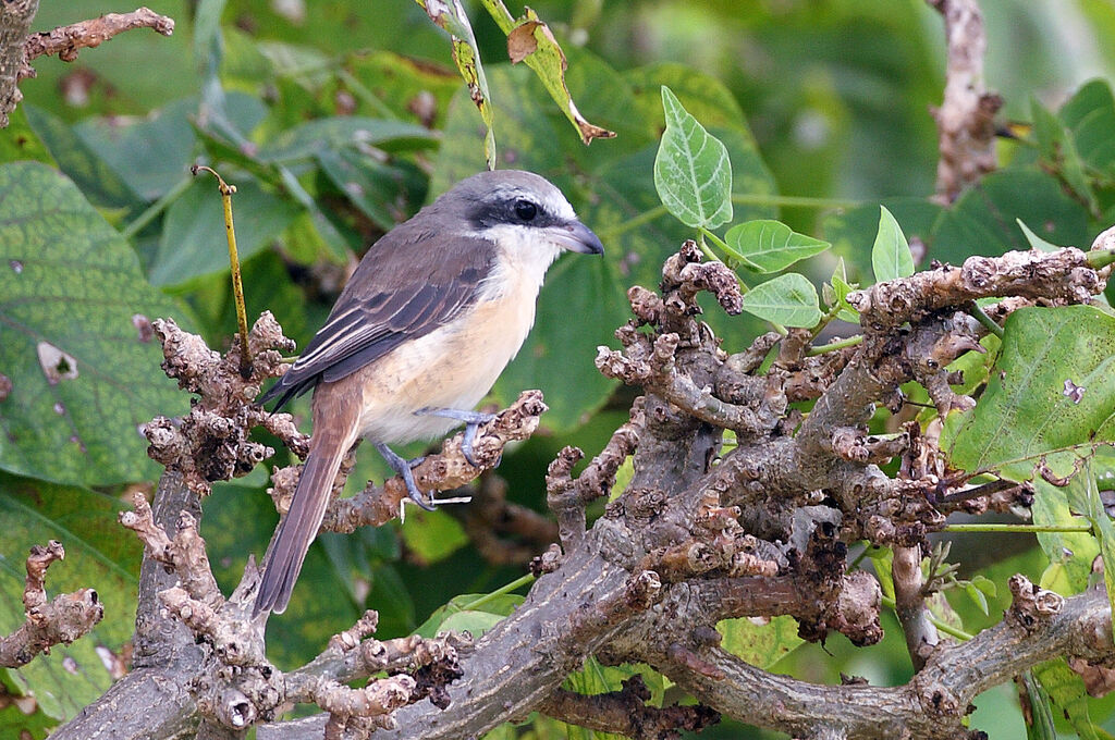 Brown Shrike female adult