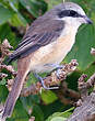 Pie-grièche brune