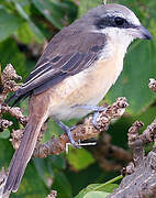 Brown Shrike