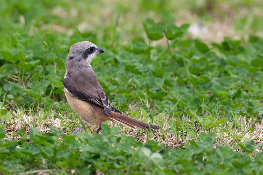 Brown Shrike female