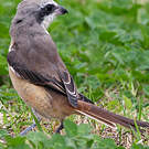 Pie-grièche brune