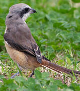 Brown Shrike