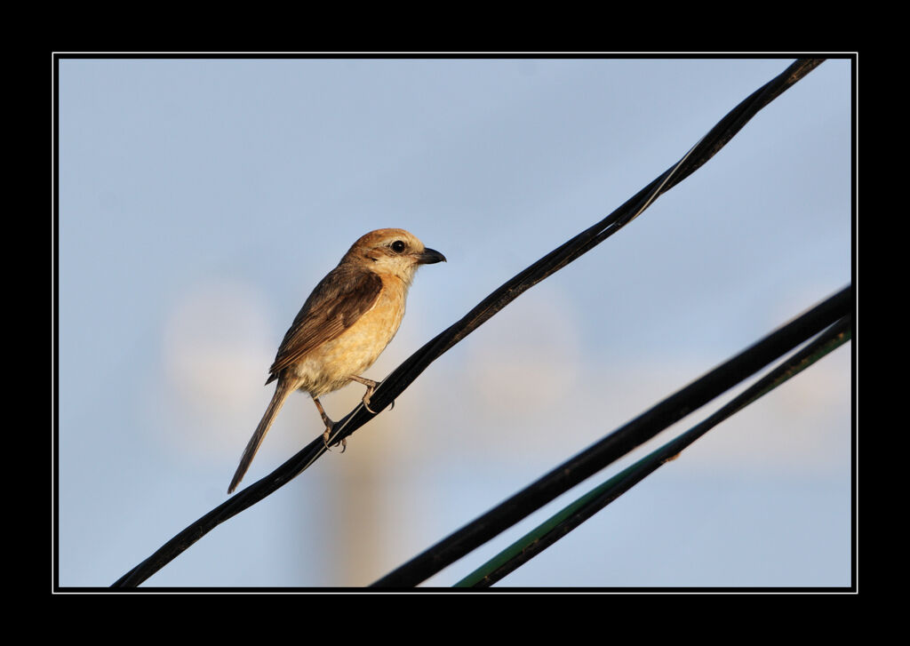 Bull-headed Shrike male adult post breeding